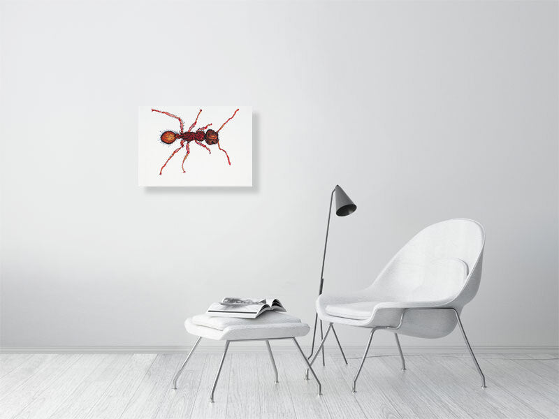 Bug Calypso Giclée print A2 size by Maria Pelton showing insect character with personality inspired by wonder