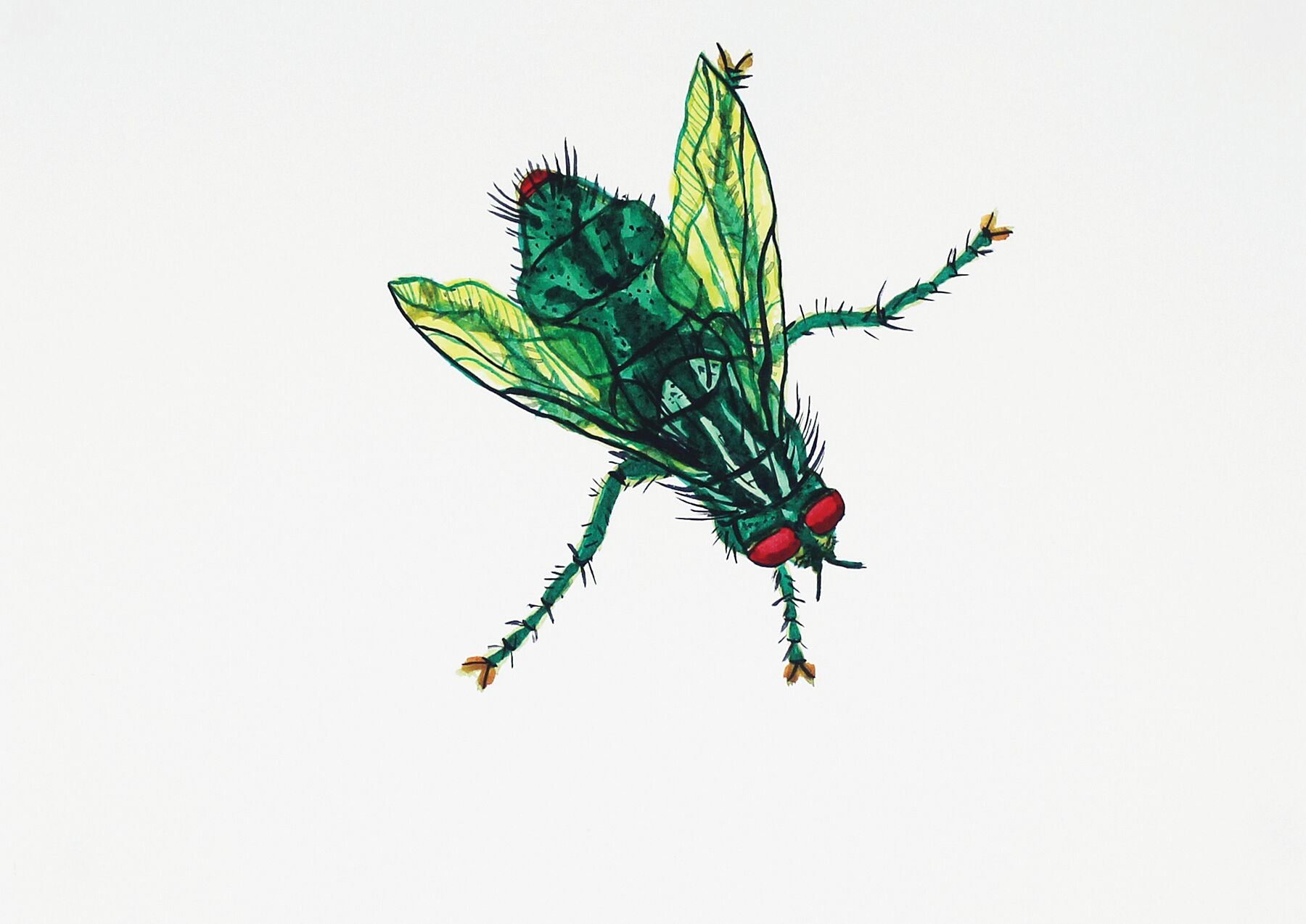 Bug Vivienne watercolour painting by Maria Pelton showing insect character with personality inspired by wonder
