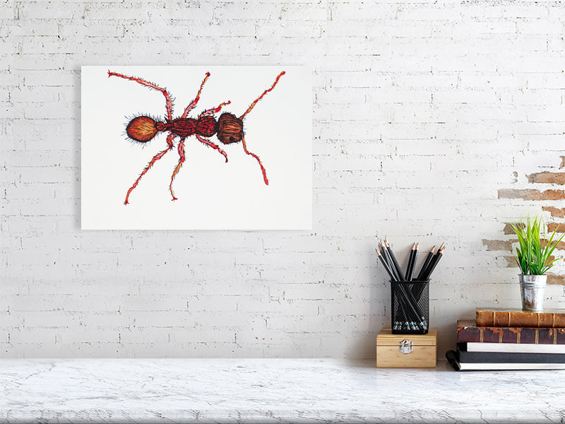 Bug Calypso Giclée print A3 size by Maria Pelton showing insect character with personality inspired by wonder