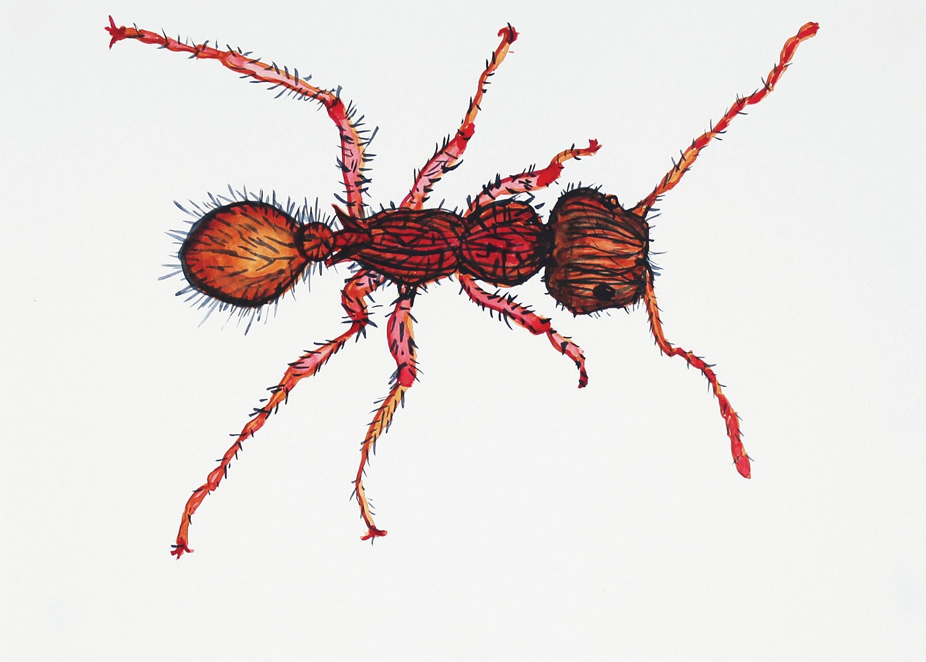 Bug Calypso watercolour painting by Maria Pelton showing insect character with personality inspired by wonder