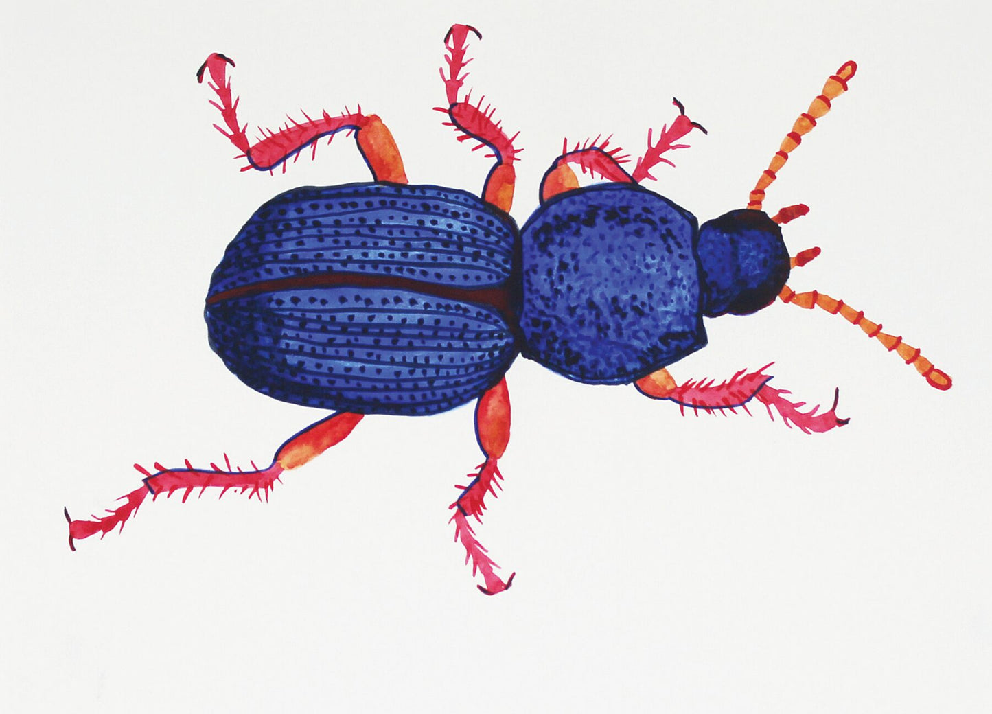 Bug Augustus Digby watercolour painting by Maria Pelton showing insect character with personality inspired by wonder