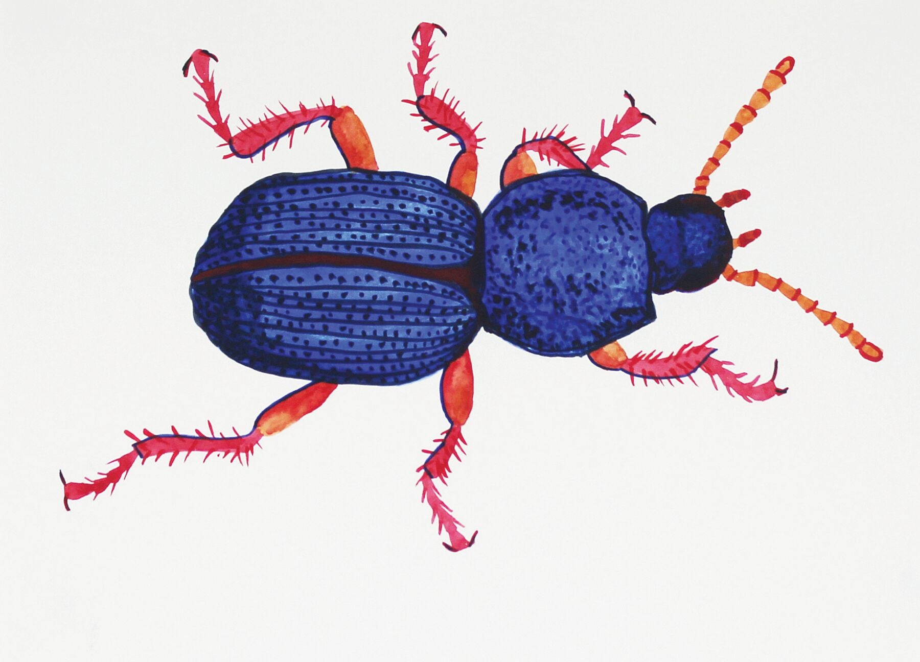 Bug Augustus Digby watercolour painting by Maria Pelton showing insect character with personality inspired by wonder