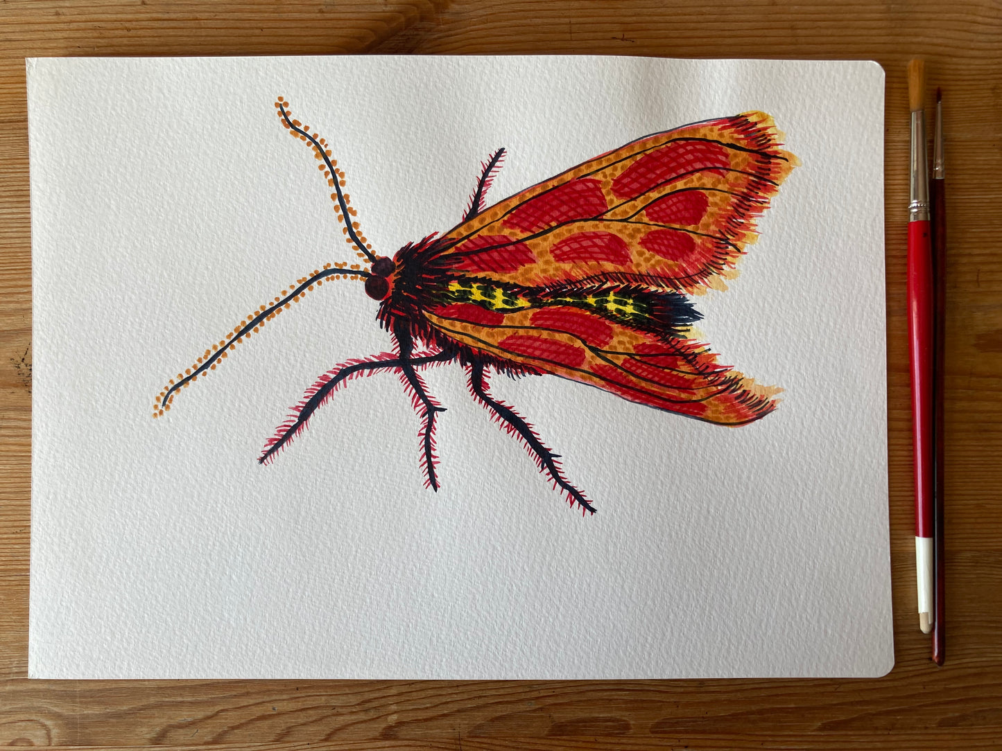 Bug - Evangeline | Watercolour on paper