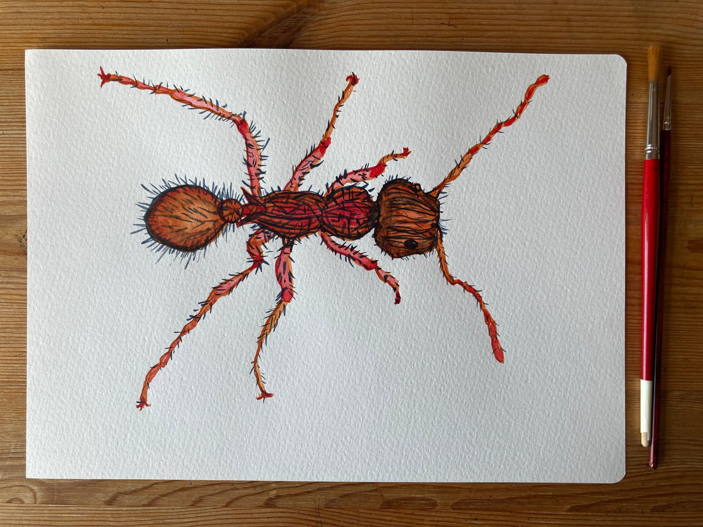 Bug - Calypso | Watercolour on paper