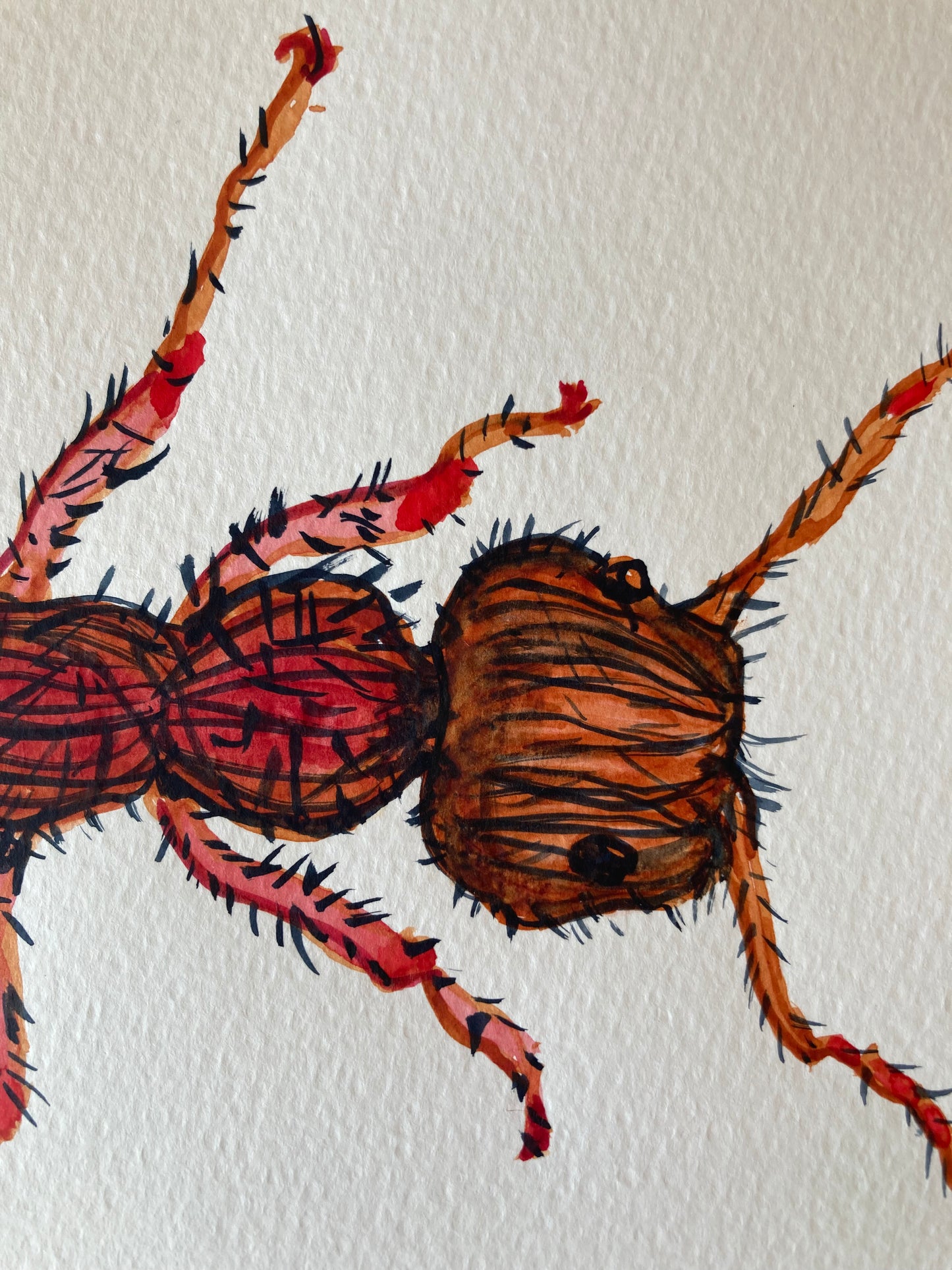 Bug - Calypso | Watercolour on paper