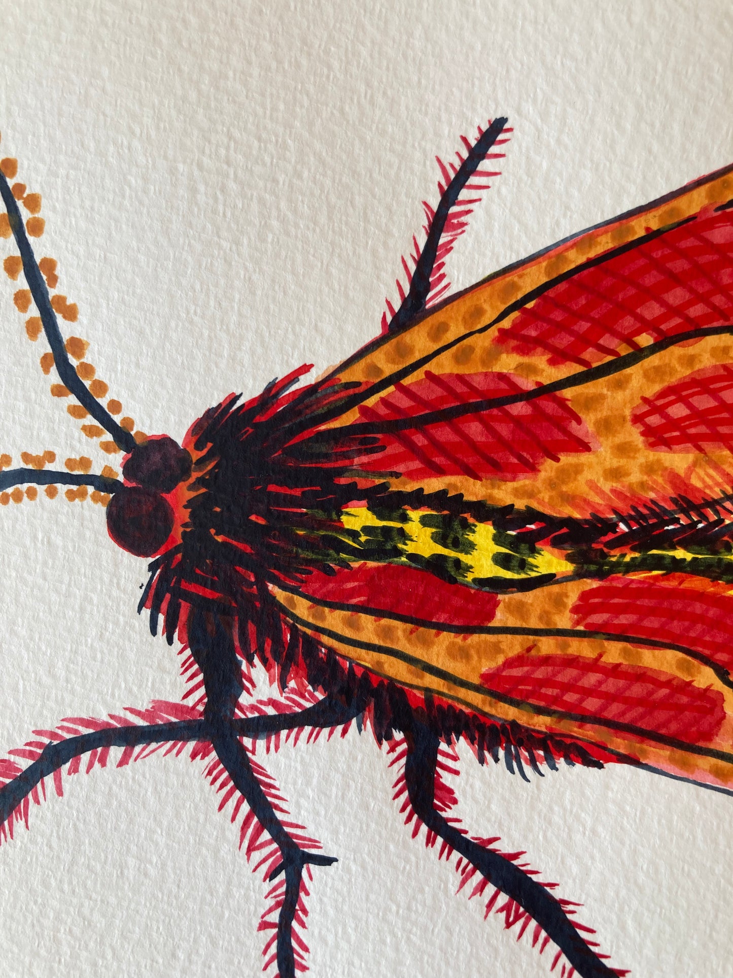 Bug - Evangeline | Watercolour on paper