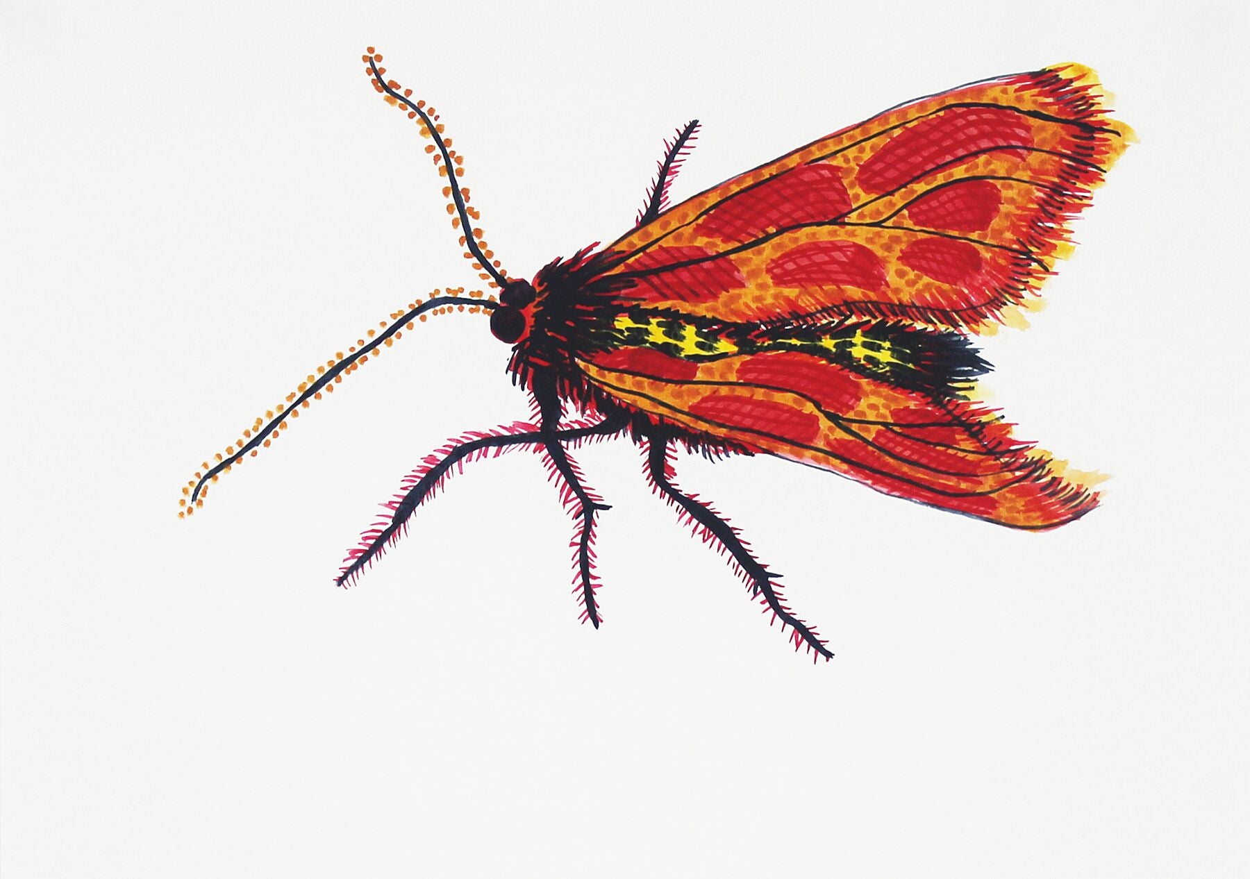 Bug Evangeline watercolour painting by Maria Pelton showing insect character with personality inspired by wonder