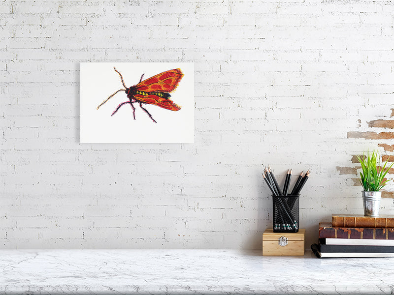 Bug Evangeline Giclée print A4 size by Maria Pelton showing insect character with personality inspired by wonder