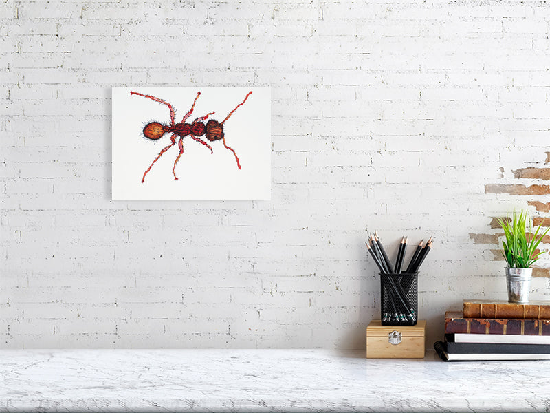 Bug Calypso Giclée print A4 size by Maria Pelton showing insect character with personality inspired by wonder