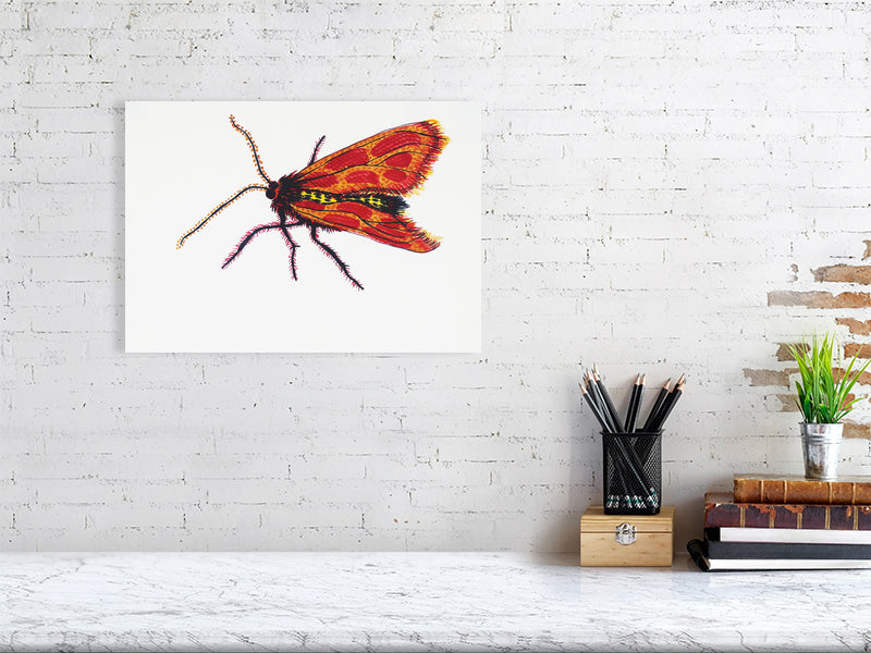 Bug Evangeline Giclée print A3 size by Maria Pelton showing insect character with personality inspired by wonder